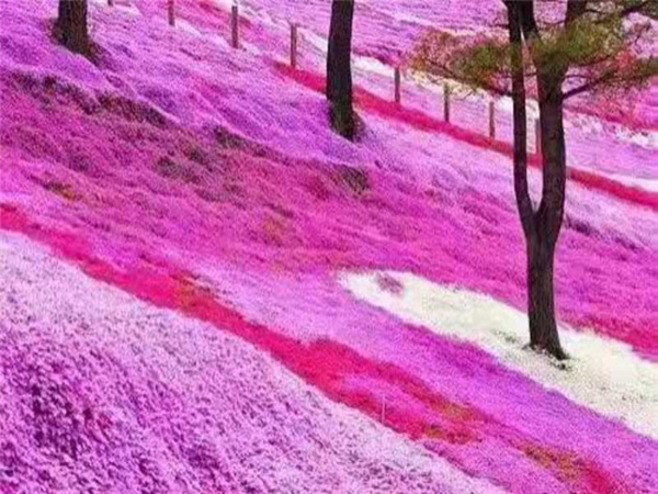 芝樱花海