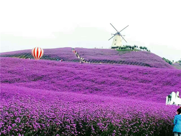马鞭草花海