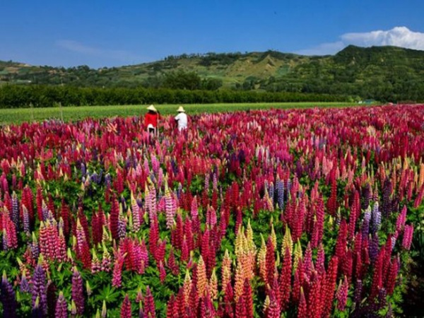 羽扇豆（鲁冰花）花海