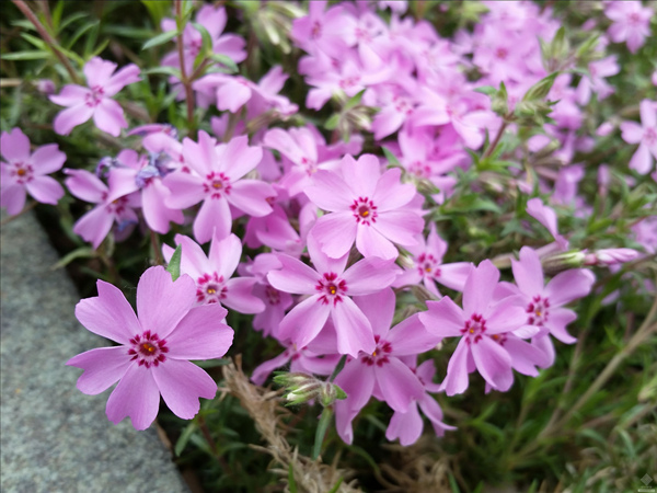 丛生福禄考（芝樱）