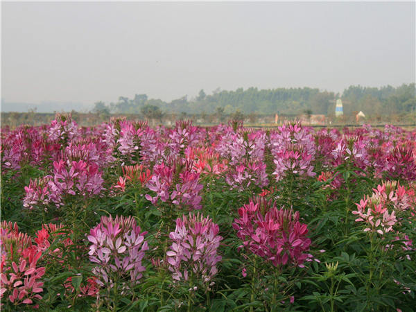   醉蝶花