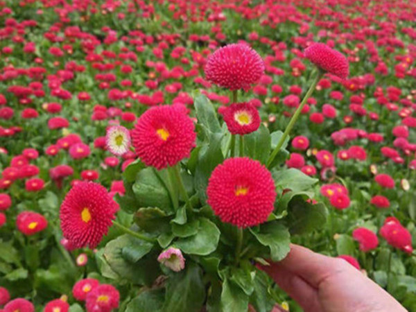 雏菊