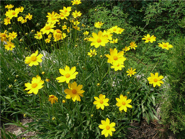 大花金鸡菊