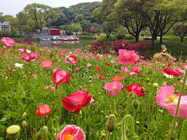 冰岛虞美人花海