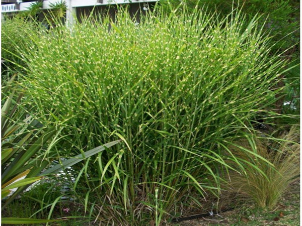 斑叶芒