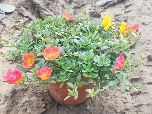 太阳花