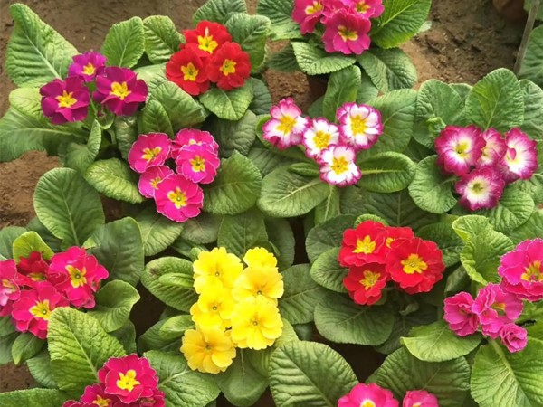  报春花