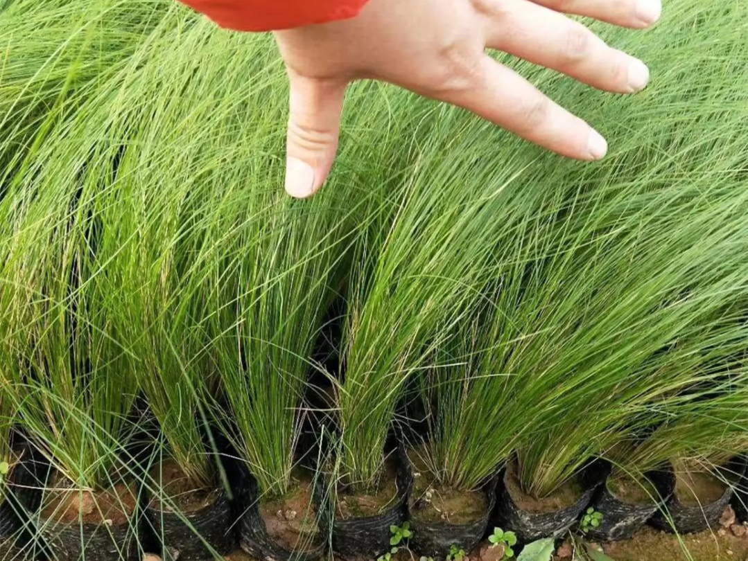 细叶针芒