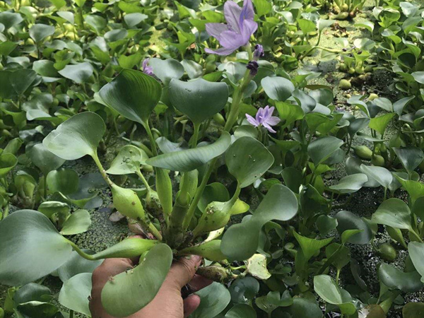 凤眼莲（水葫芦）