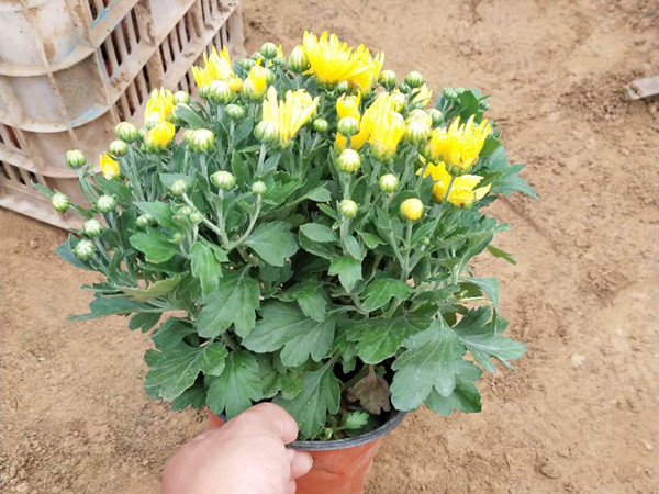 千头菊